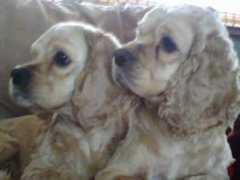 cmcockerpups.com Vanatta