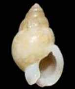 gastropods.com Vanessae