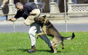 photos.lehighvalleylive.com Vangelo