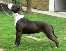 blossomstaff.cz Vanil