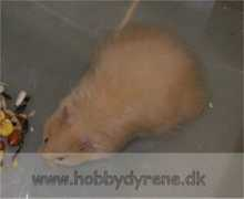 hobbydyrene.dk Vanima