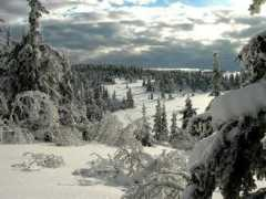 Vannet