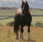 welshcobs.info Vannin