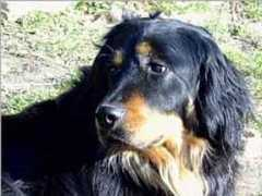 dogswelpen.eu Vantje