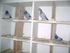 siegelpigeons.com Vanwinkel