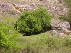 Vaquera