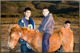 Vaquero