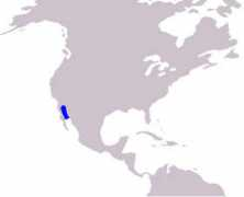 theanimalfiles.com Vaquita