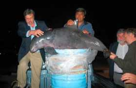 edmontonjournal.com Vaquita