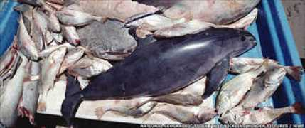 bbc.co.uk Vaquita