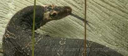 Varan