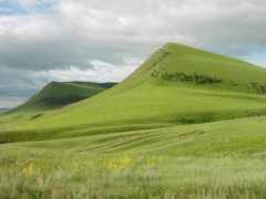 Varcha