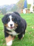 havika-kennel.com Vardell