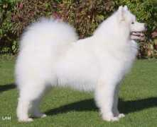 chesamo.dk Varek