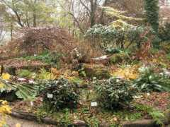 rhodogarden.com Varien