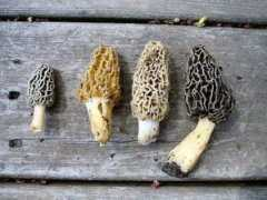 thegreatmorel.com Variety