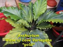Varigata