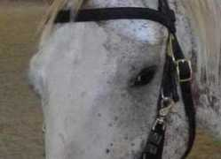 horsegroomingsupplies.com Varisha