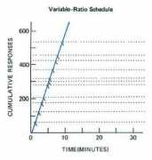 schatz.sju.edu Varrat