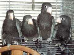 oldworldaviaries.com Vasas