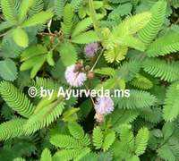 ayurveda.ms Vashini