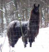 goodnewsllamas.com Vashni