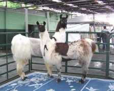 goodnewsllamas.com Vashni