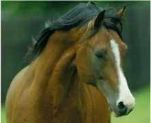 arabianlines.com Vasilisk