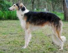 dogzonline.com.au Vaskes