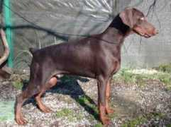 dobermann-review.com Vassago