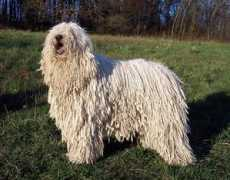 komondor.wbs.cz Vatta