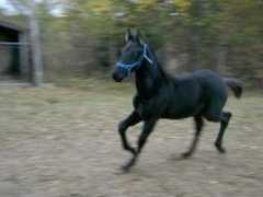 horsefinders.com Vaugn
