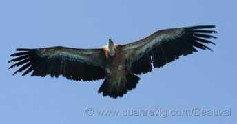 duanrevig.com Vautour