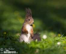 naturephoto-cz.com Vavere