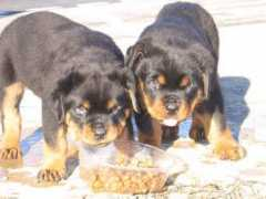 rottweilervonjuan.ch Vayka