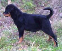 rottweilervonjuan.ch Vayka
