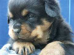 rottweilervonjuan.ch Vayka
