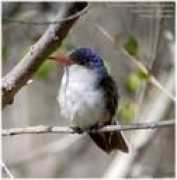 southwestbirders.com Vchu