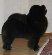 chow-chow.hu Vecho