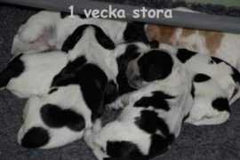 Vecko