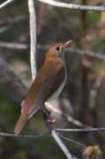 Veery