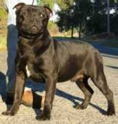 dogzonline.com.au Veight