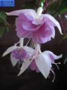 Veill