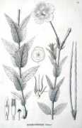 Velame