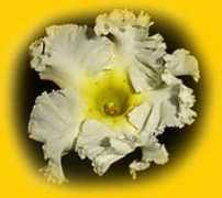 Velame