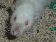 esthy.touilles.free.fr Velane