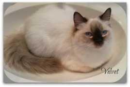 utahragdolls.com Velet