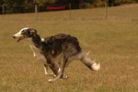 avalynborzoi.com Velkan