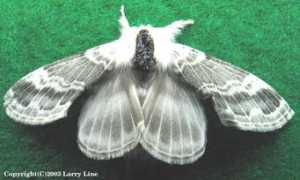 marylandmoths.com Velleda