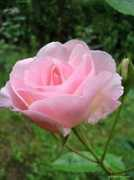 garden-en.com Velmi